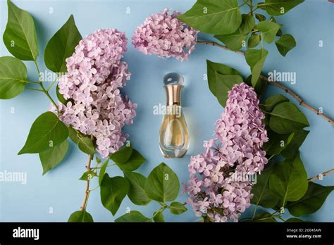 dior armenia